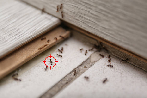 Best Commercial Pest Control Services  in Ashland, PA