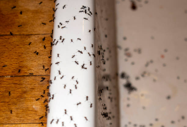 Best Best Pest Control Companies  in Ashland, PA